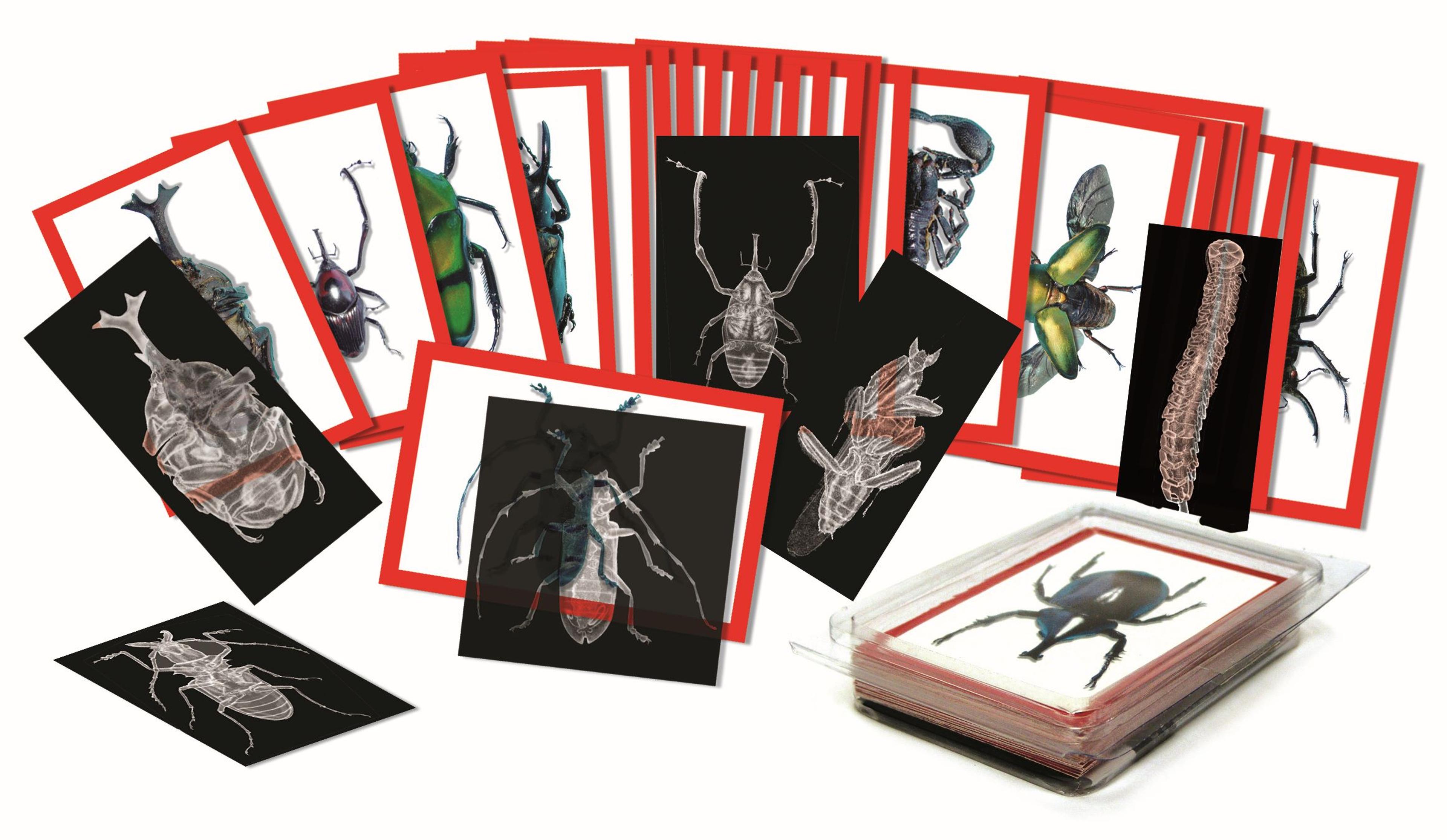 Insects X-Rays