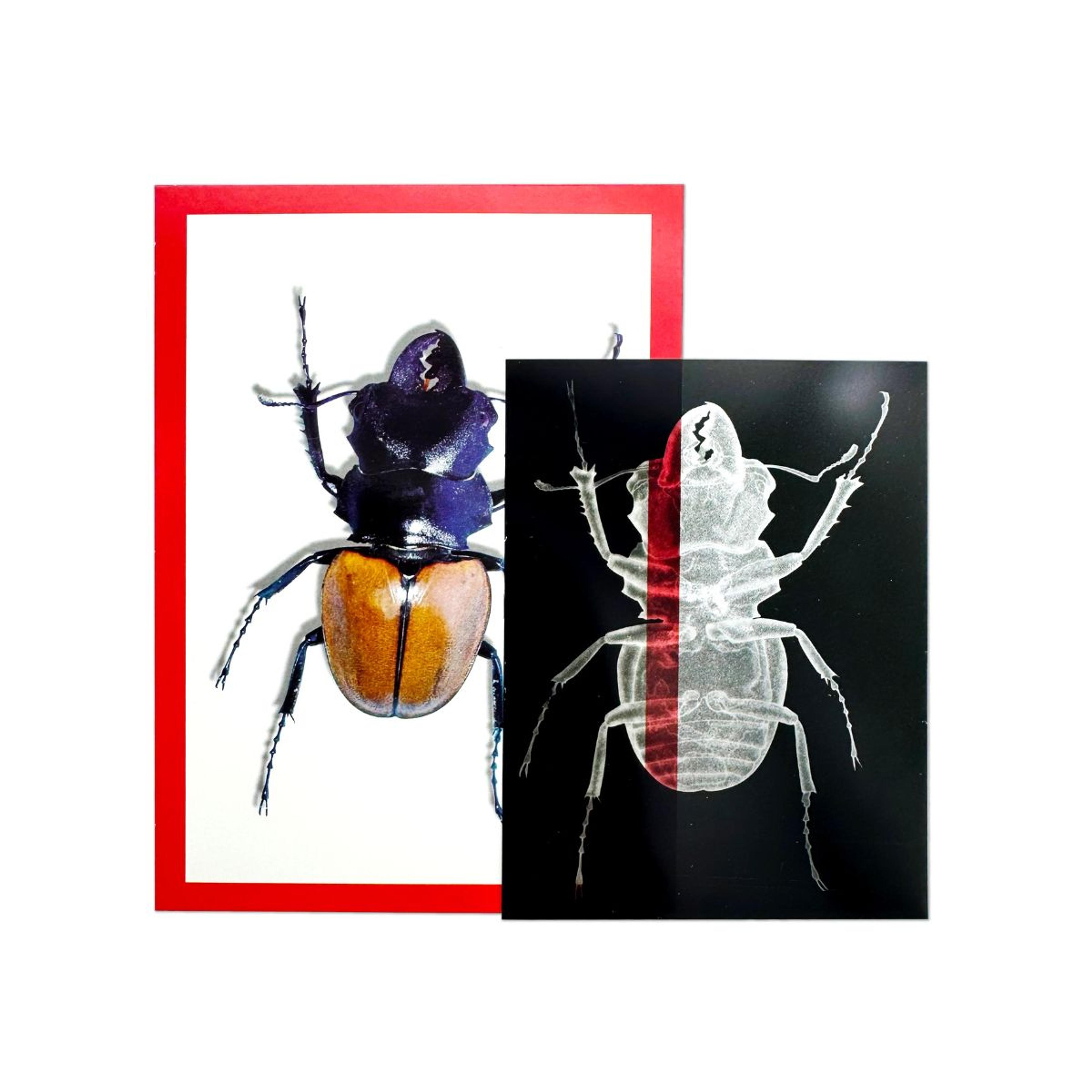 Image 3