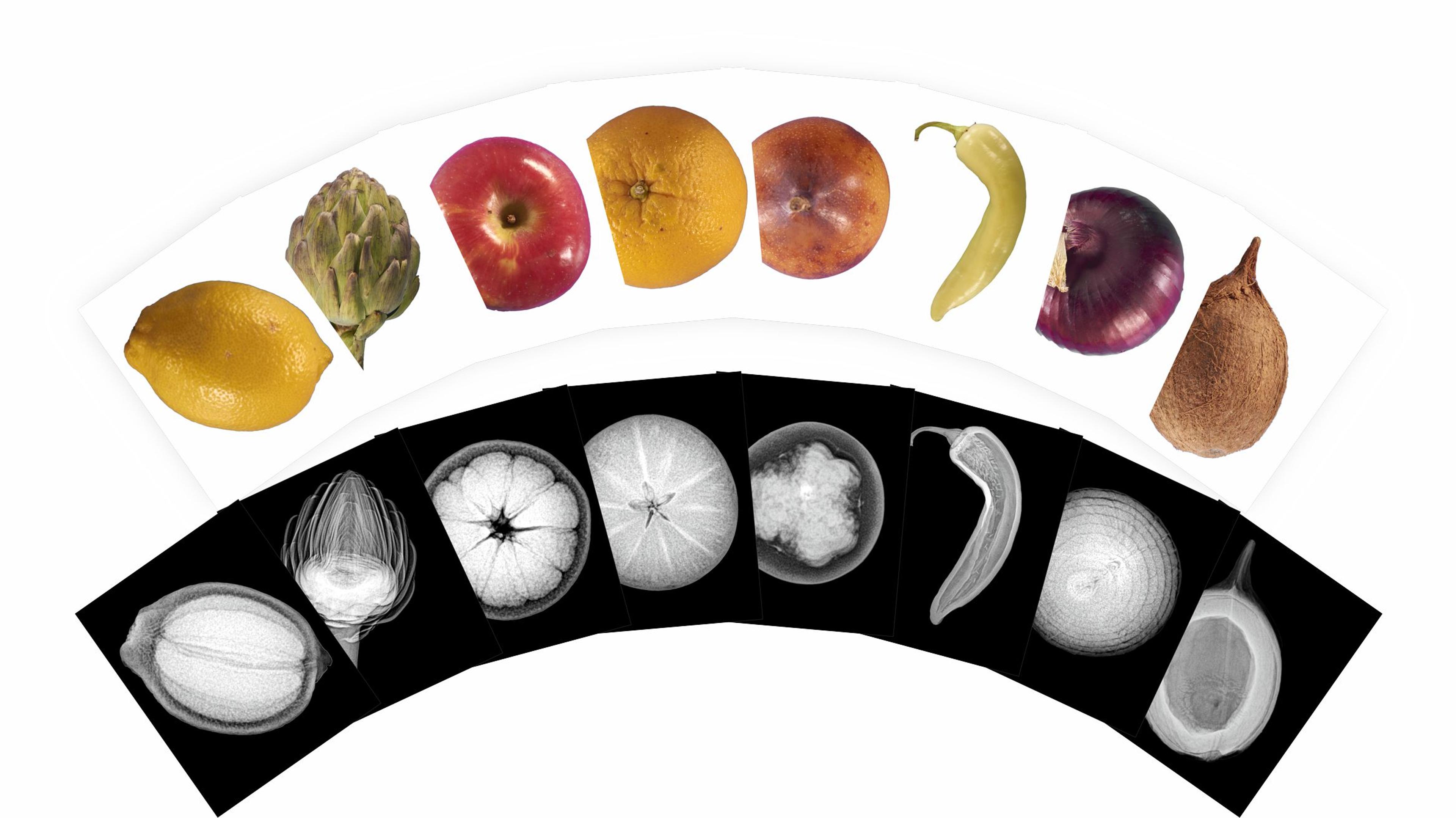 Plant X-Rays and Picture Cards 