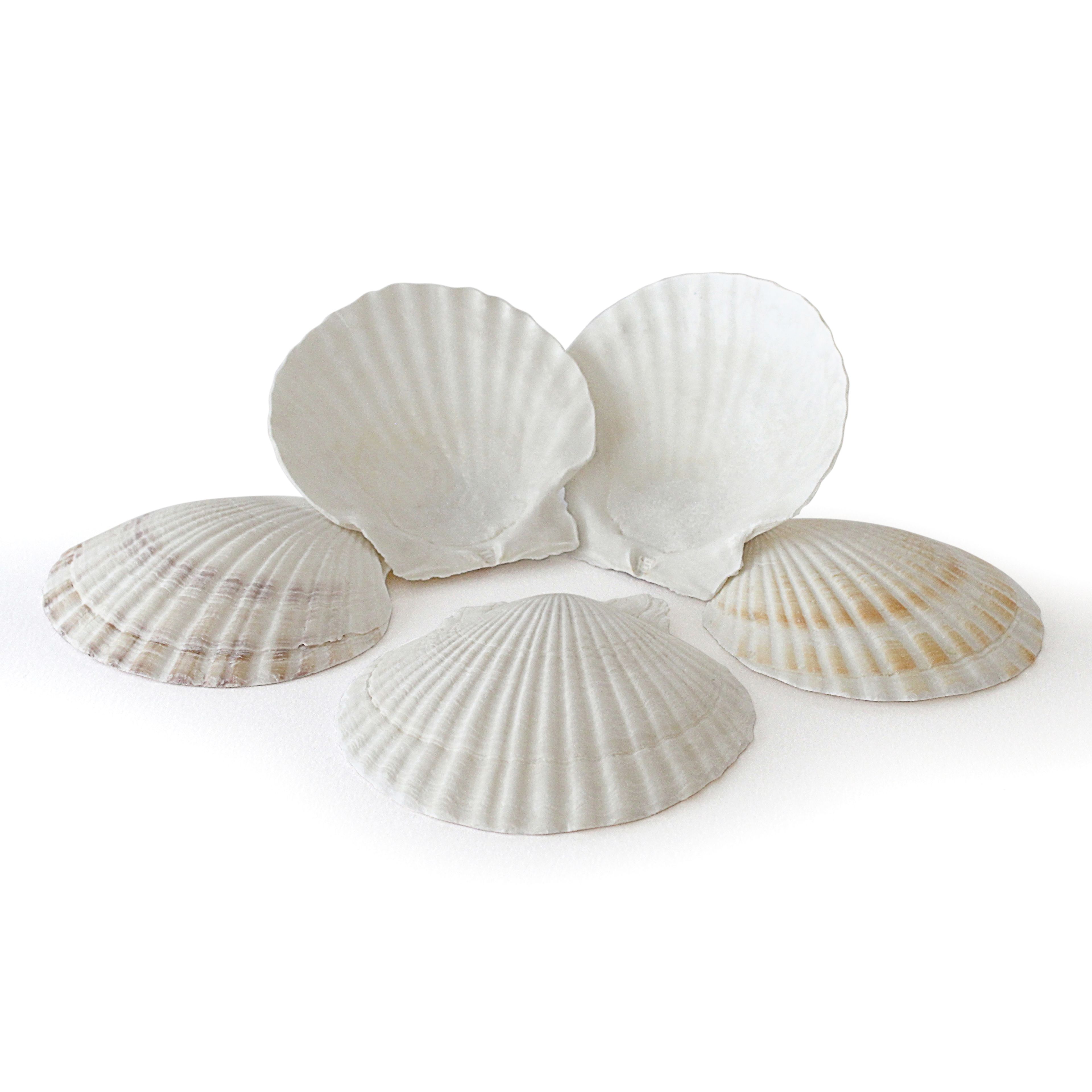 Rainbow Eco Play Large White Scallop Shells - Pack of 15