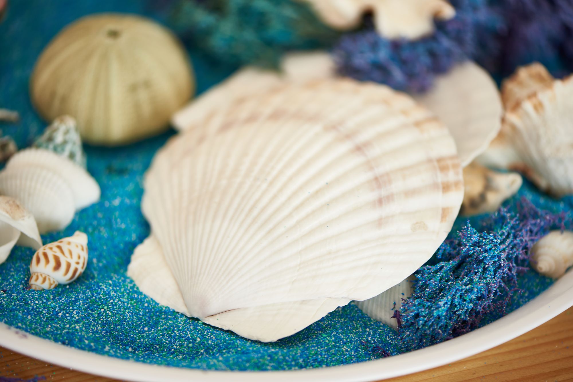 Large White Scallop Shells - PK15