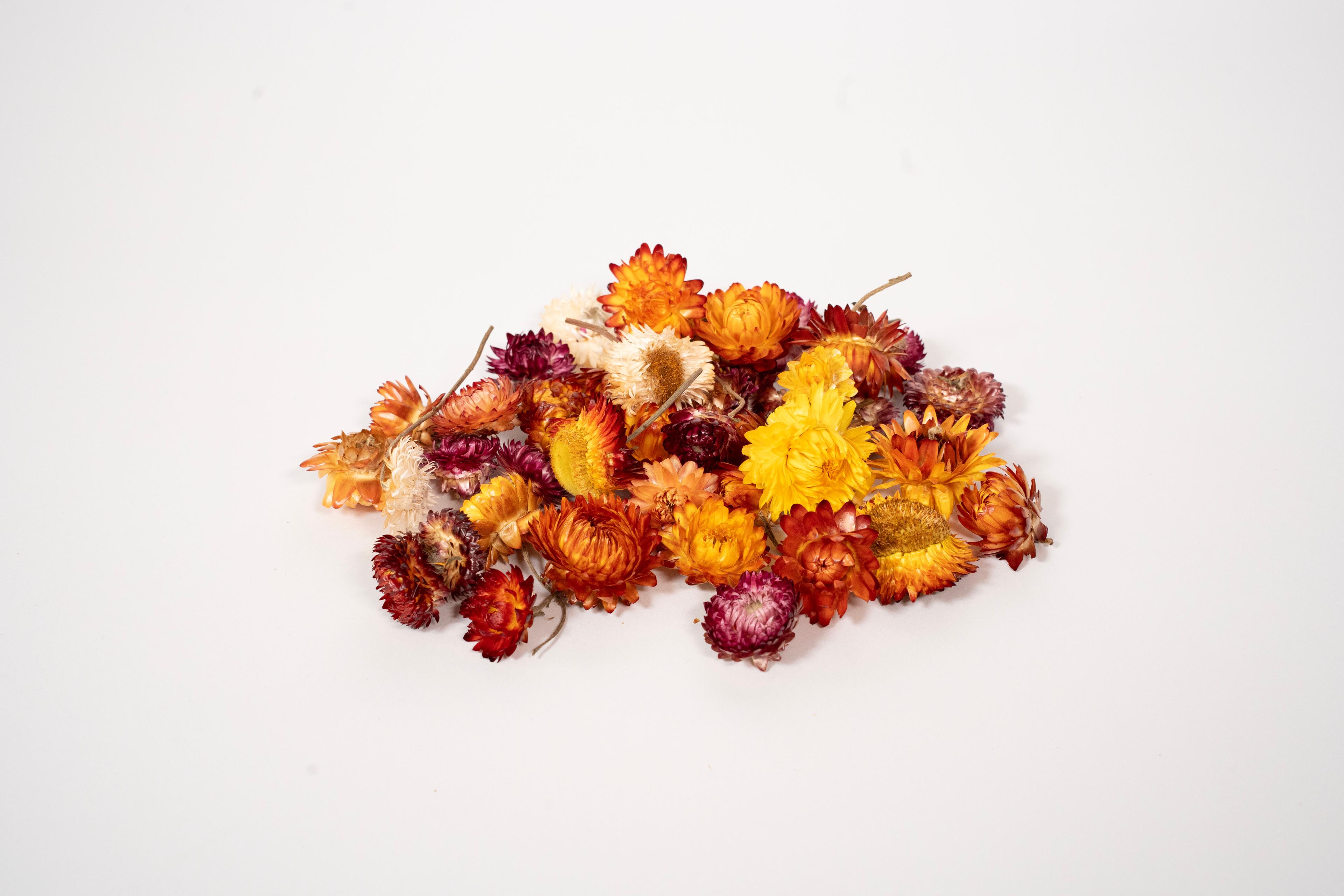 Rainbow Eco Play Dried Flower Heads Mixed Colours 75g