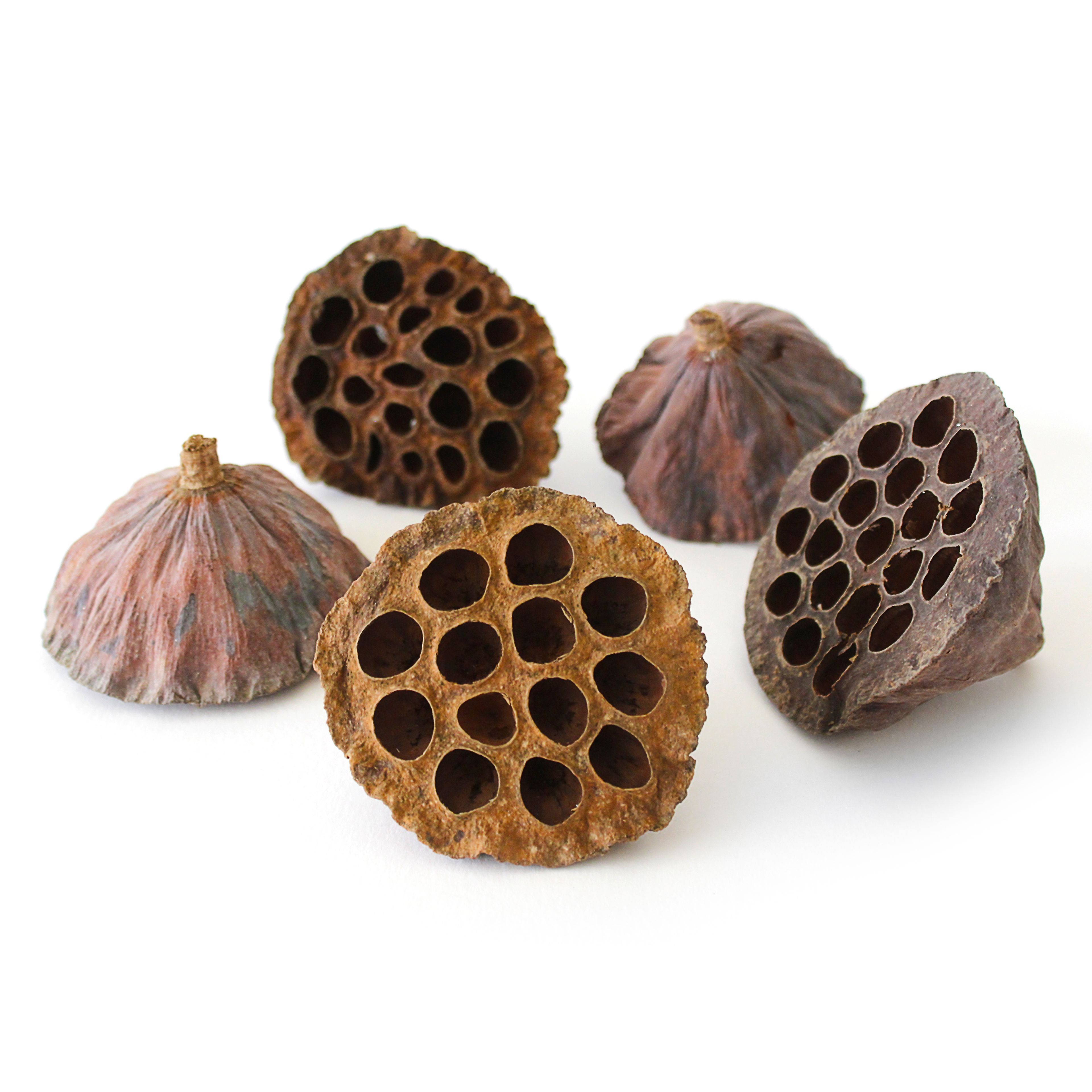 Rainbow Eco Play Natural Lotus Heads - Pack of 10