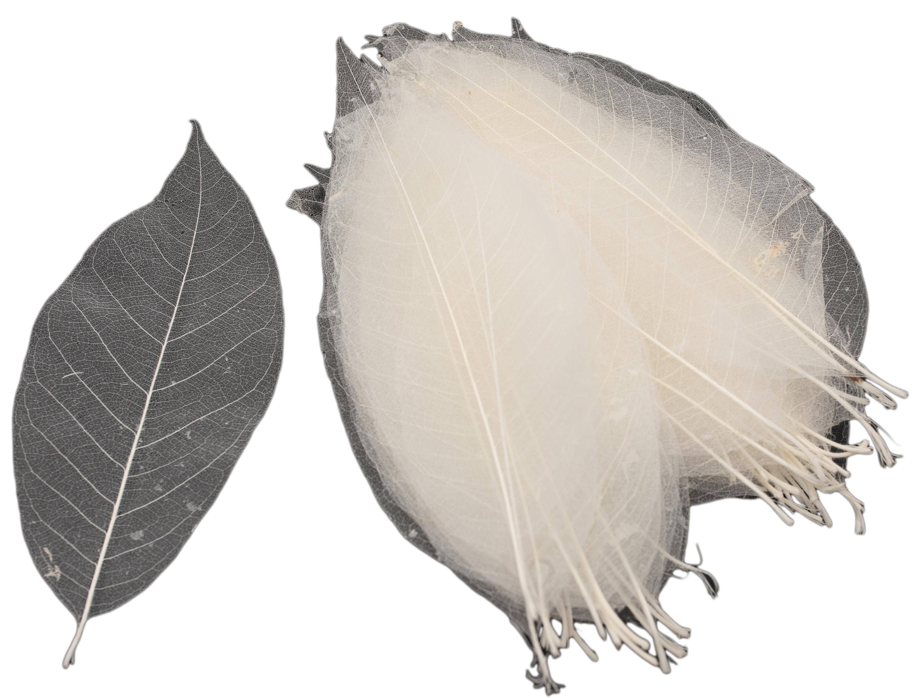 Magnolia Leaf Skeletons - Set of 50