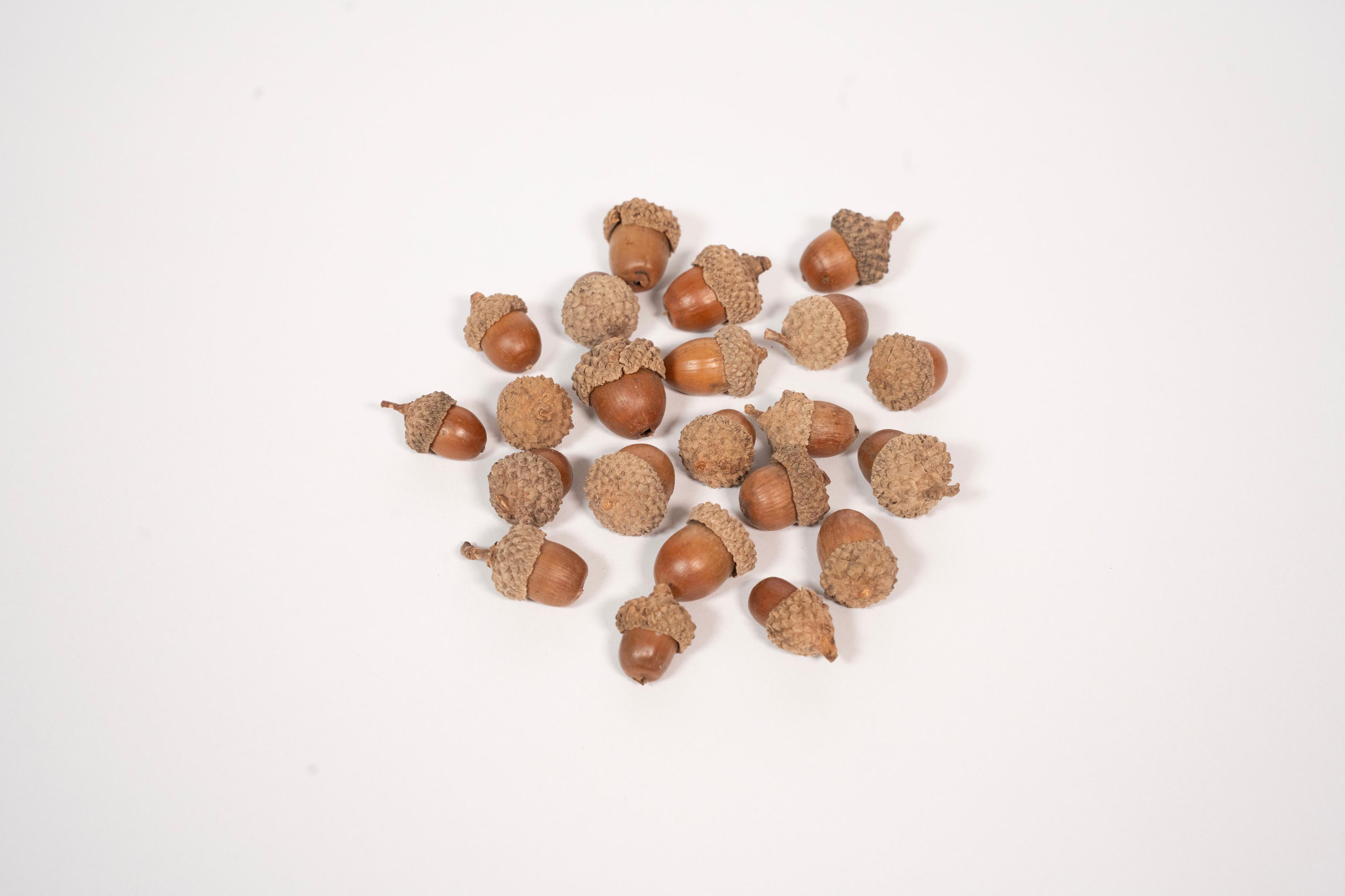 Rainbow Eco Play Natural Acorns 200g