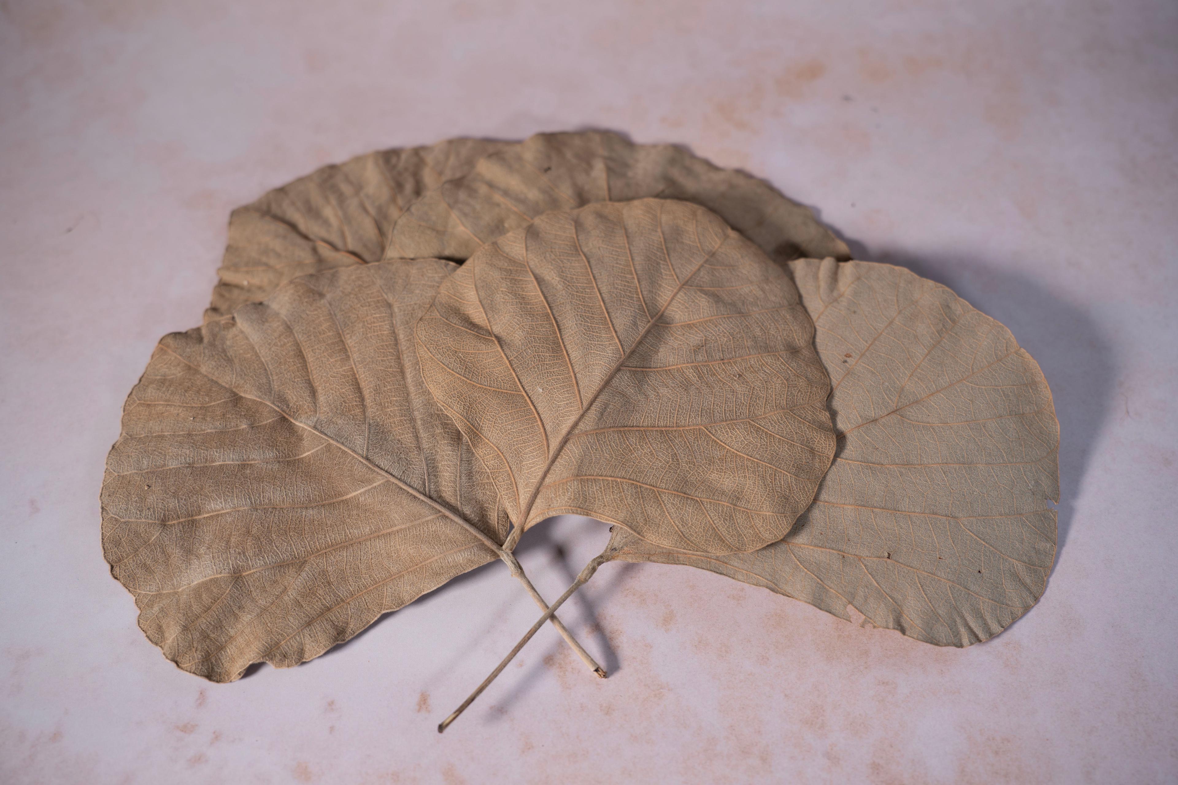 Rainbow Eco Play Dried Cobra Leaves - Pack of 20 