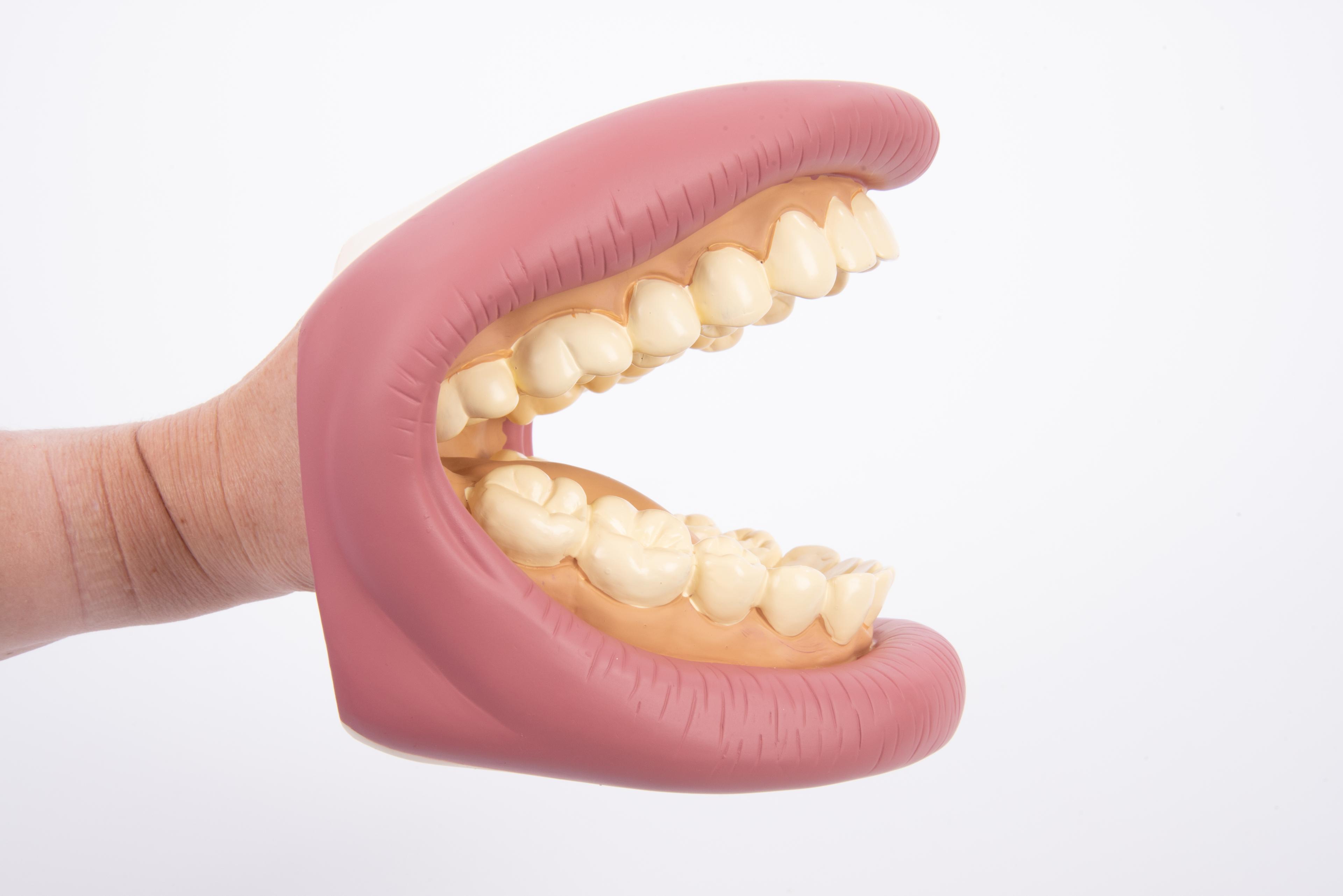 Giant Teeth Demo Model