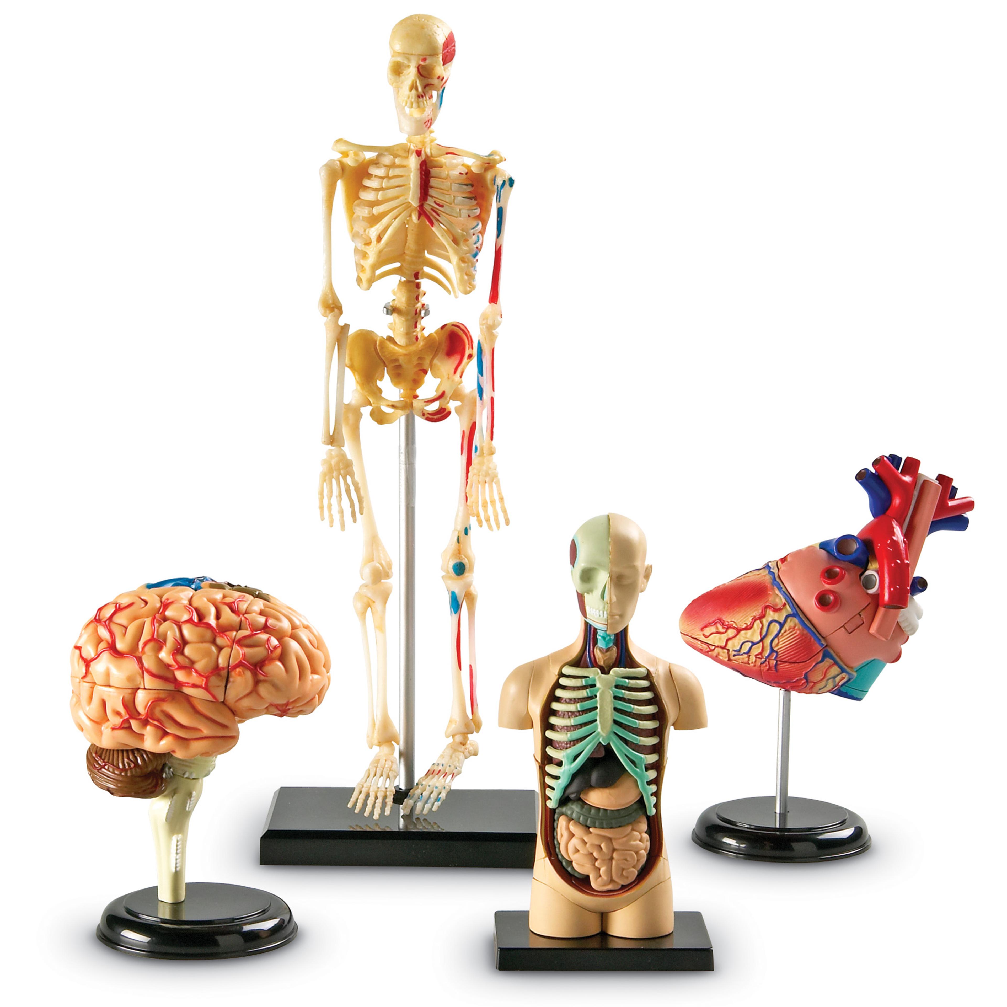 Anatomy Model Bundle