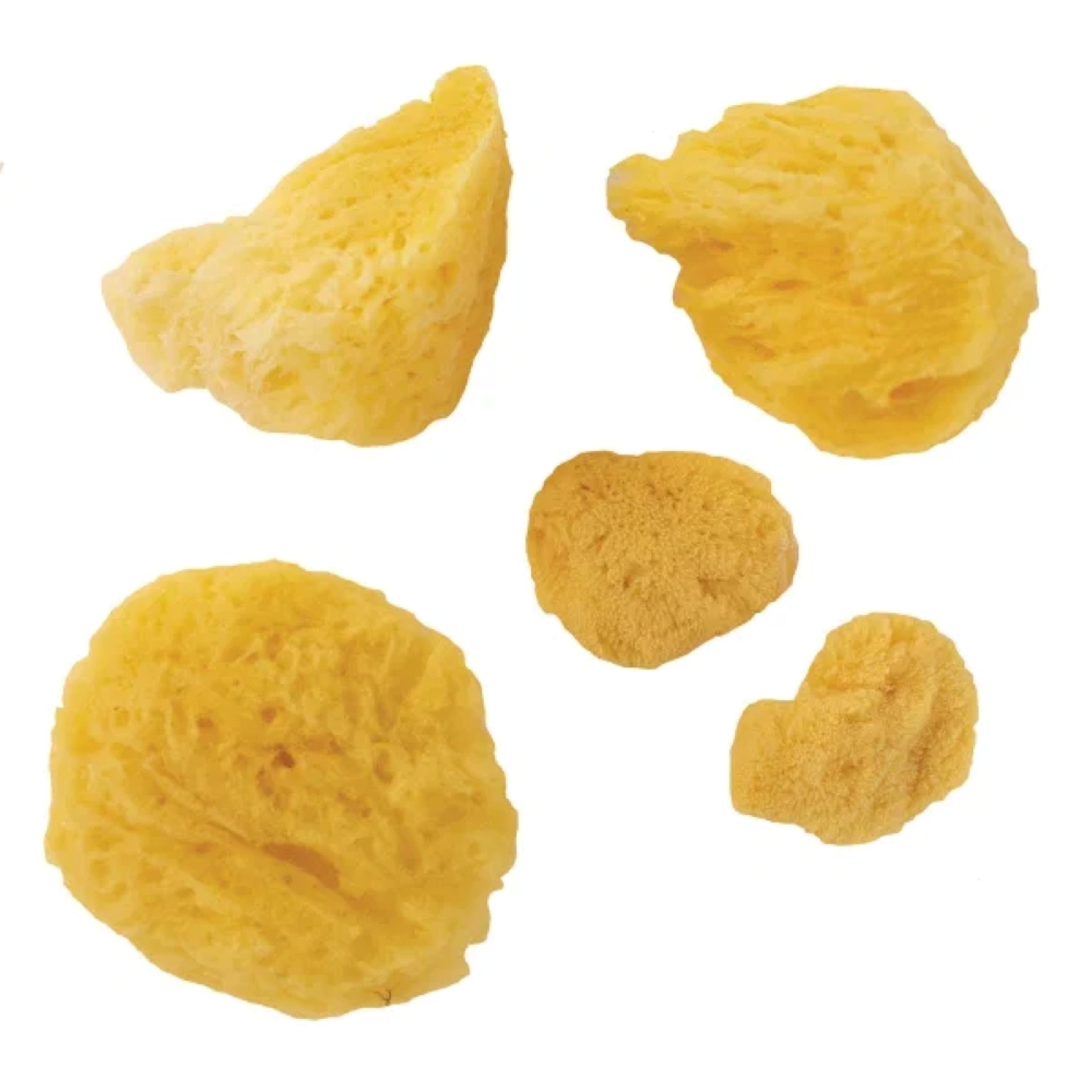 Seawhite Artists Natural Sponge Mixed Pack