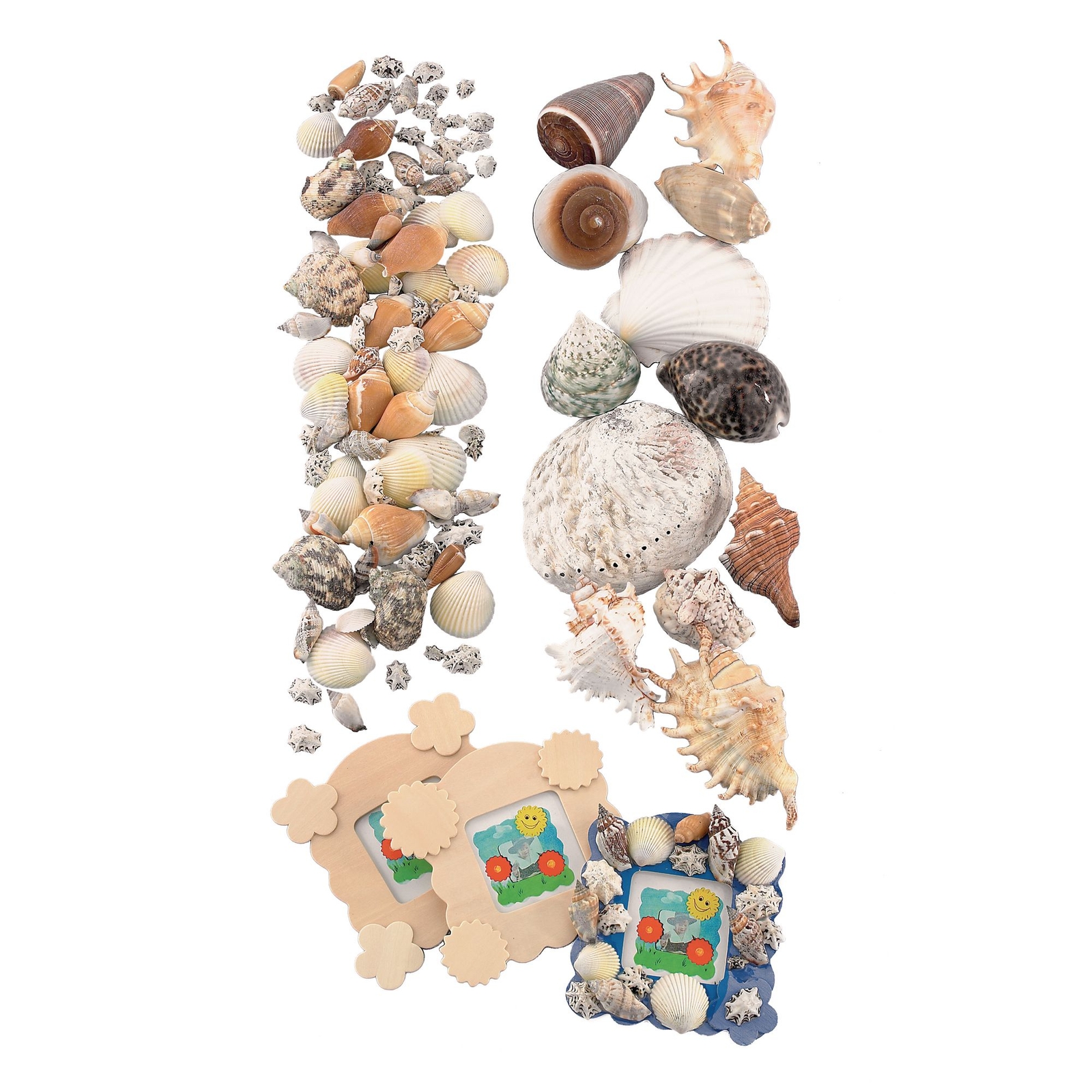 Small Shells Pack of 144