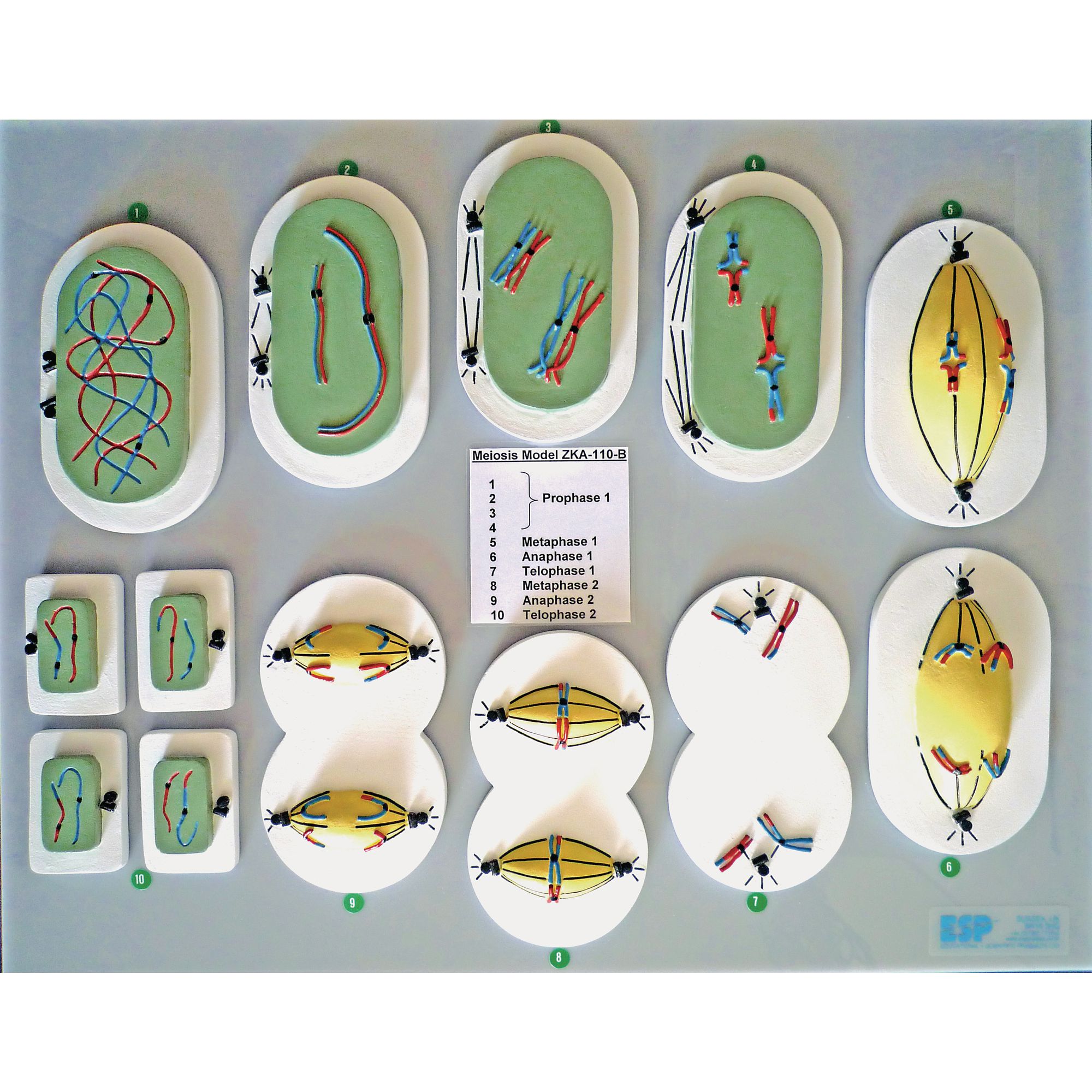 Mitosis essay Mitosis essay image