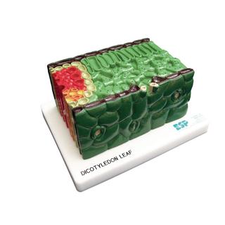 Product Image Front