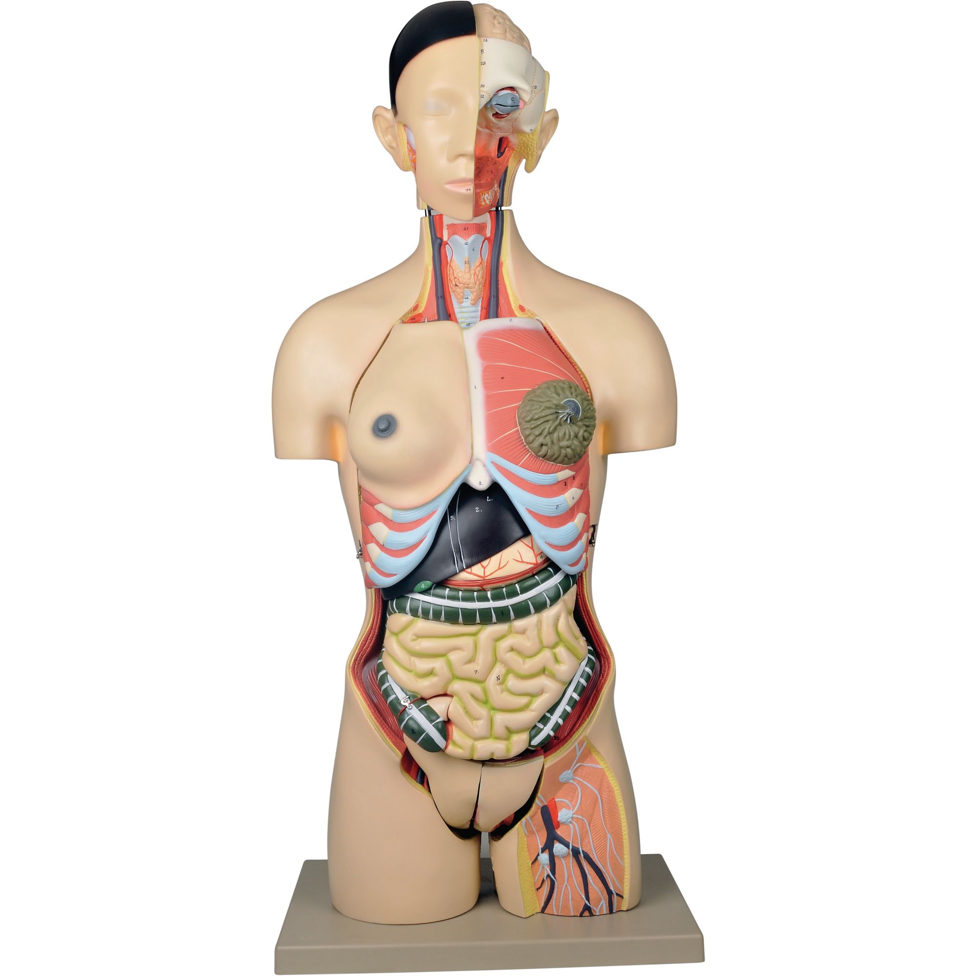 Dual Sex Torso 24 Parts