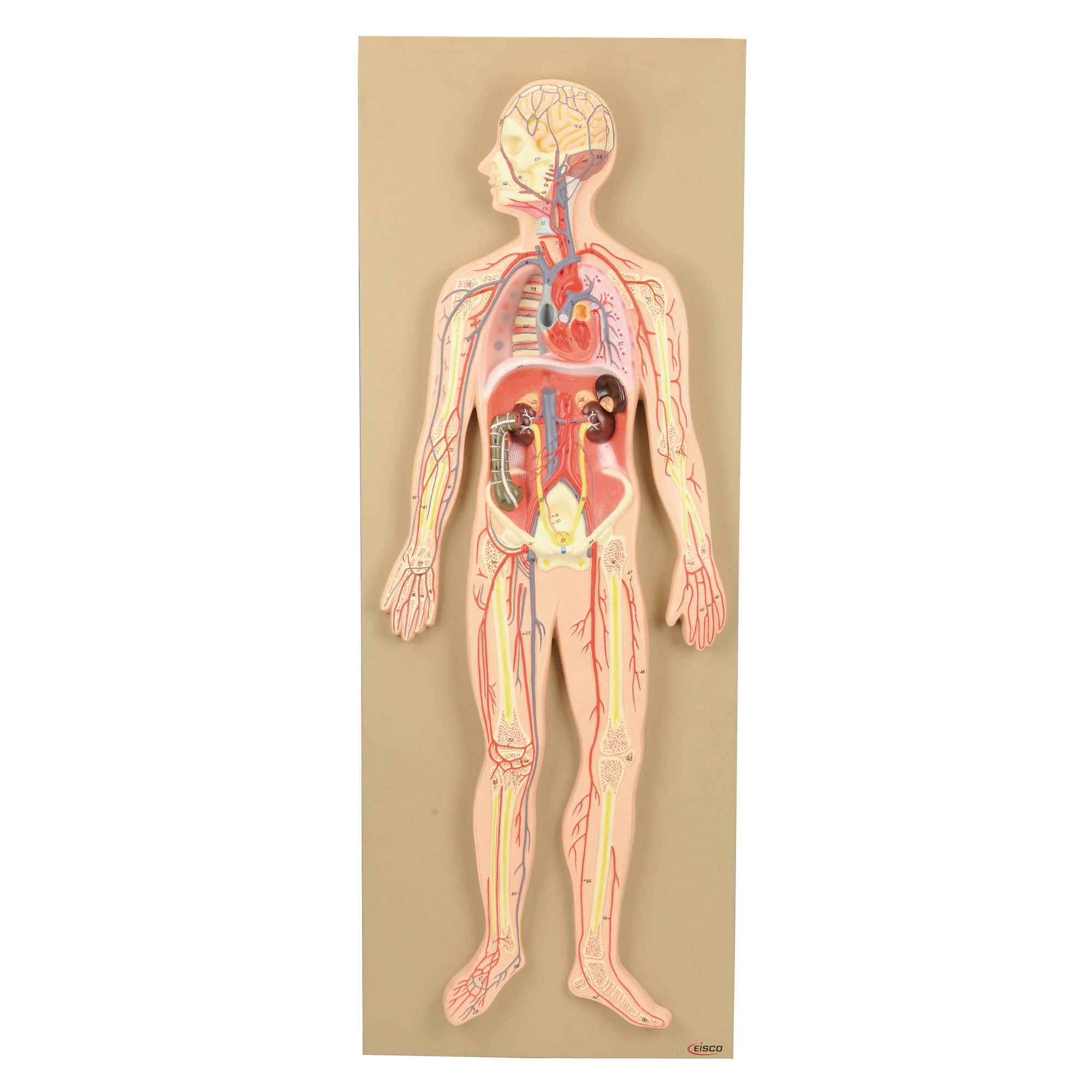 Circulatory System Model