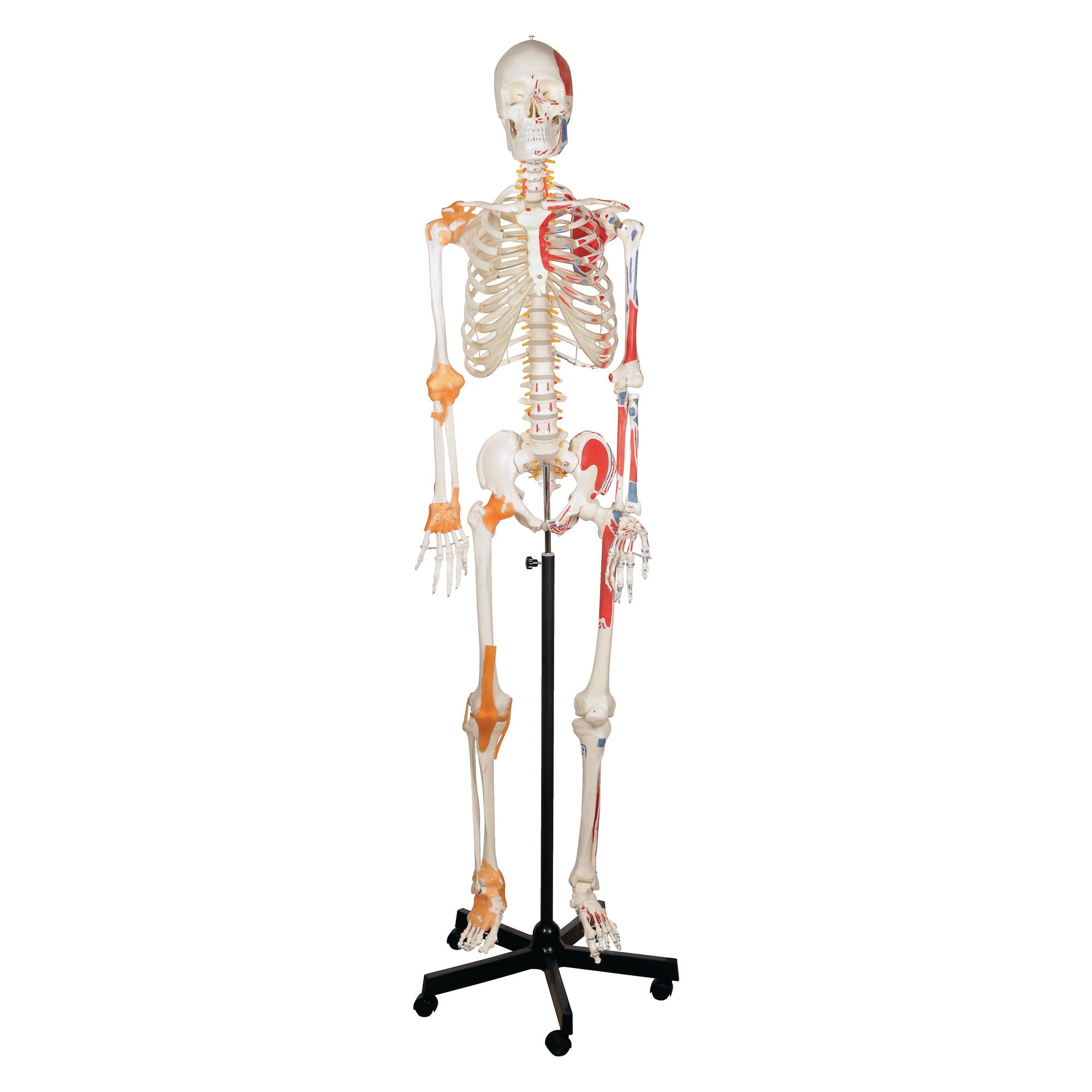 Human Skeleton With Ligament
