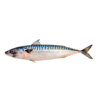 Product Image Front
