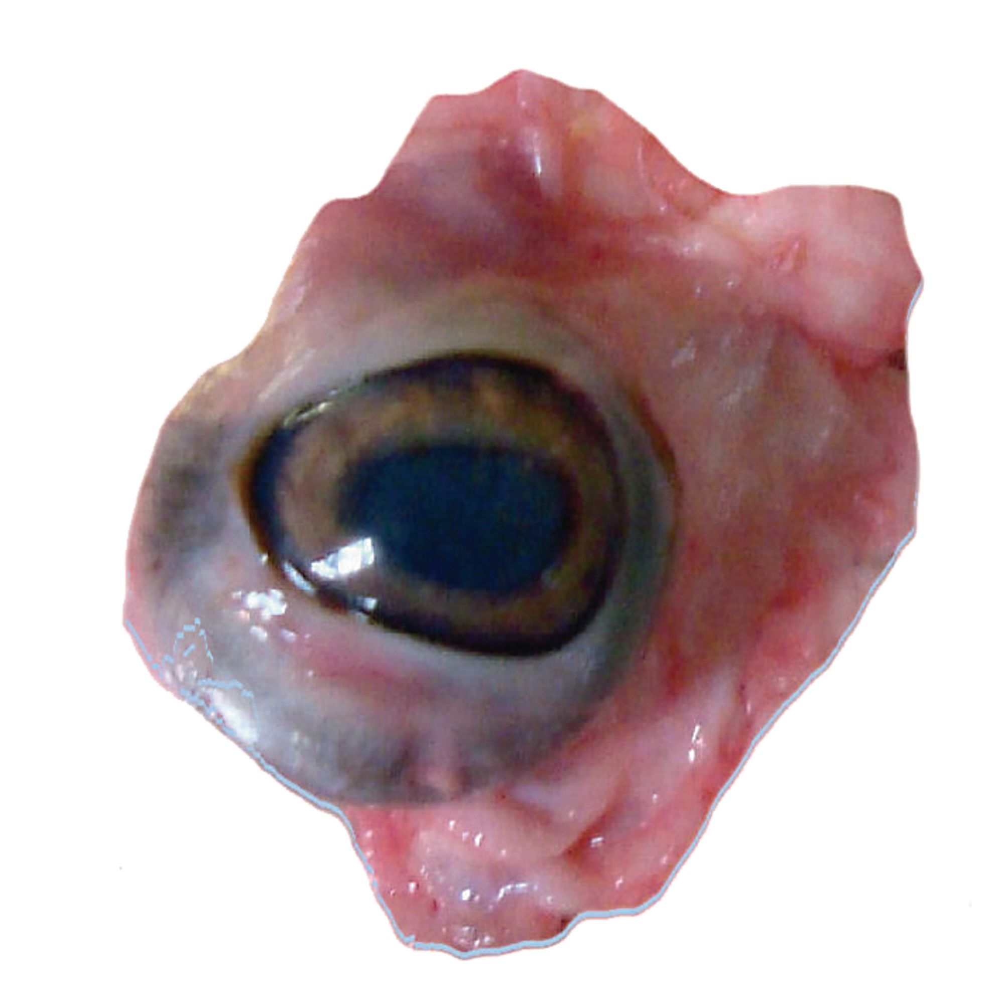 Preserved Organs - Eyes (Pig)- Pack of 5 - B8A20084 | Philip Harris