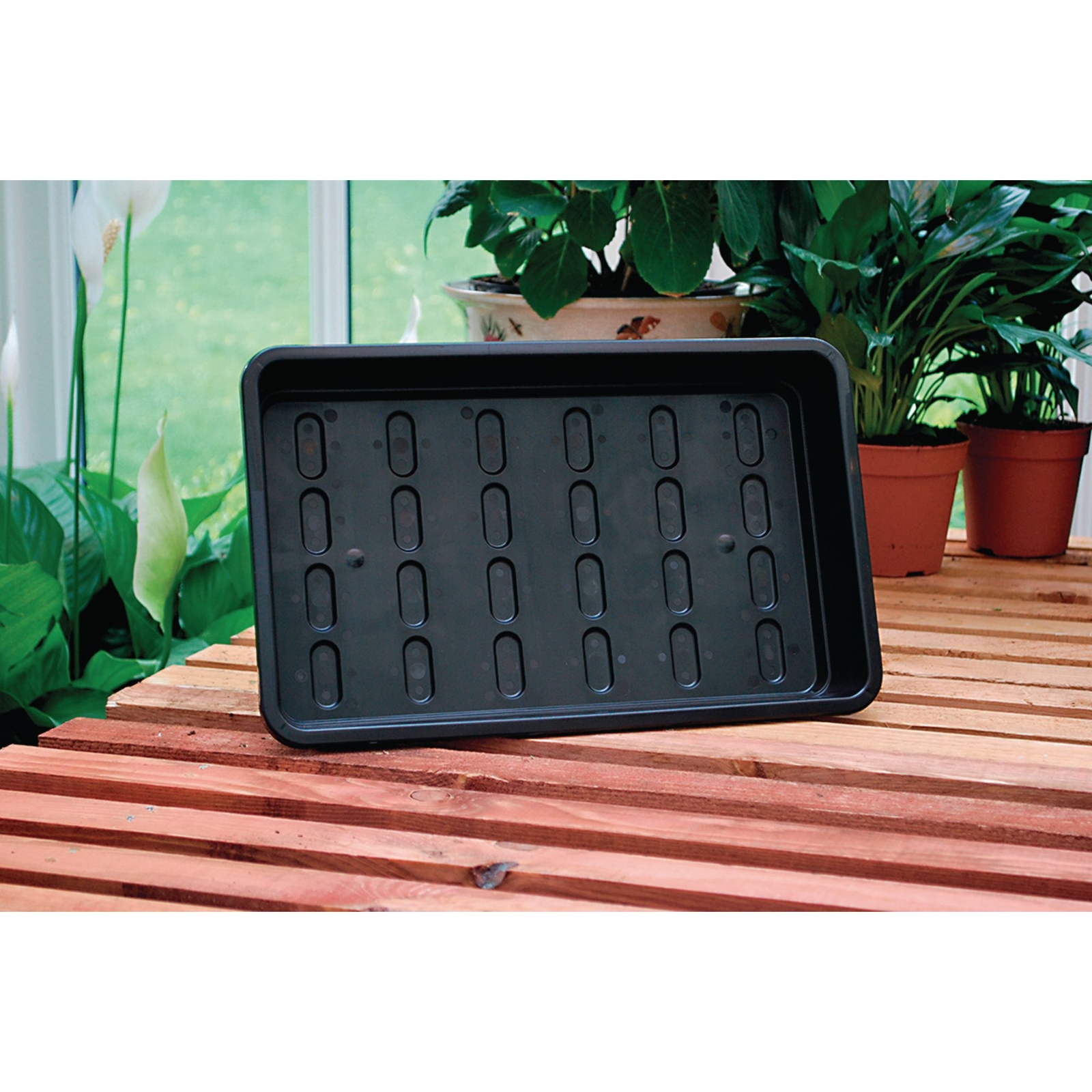 Standard Seed Tray