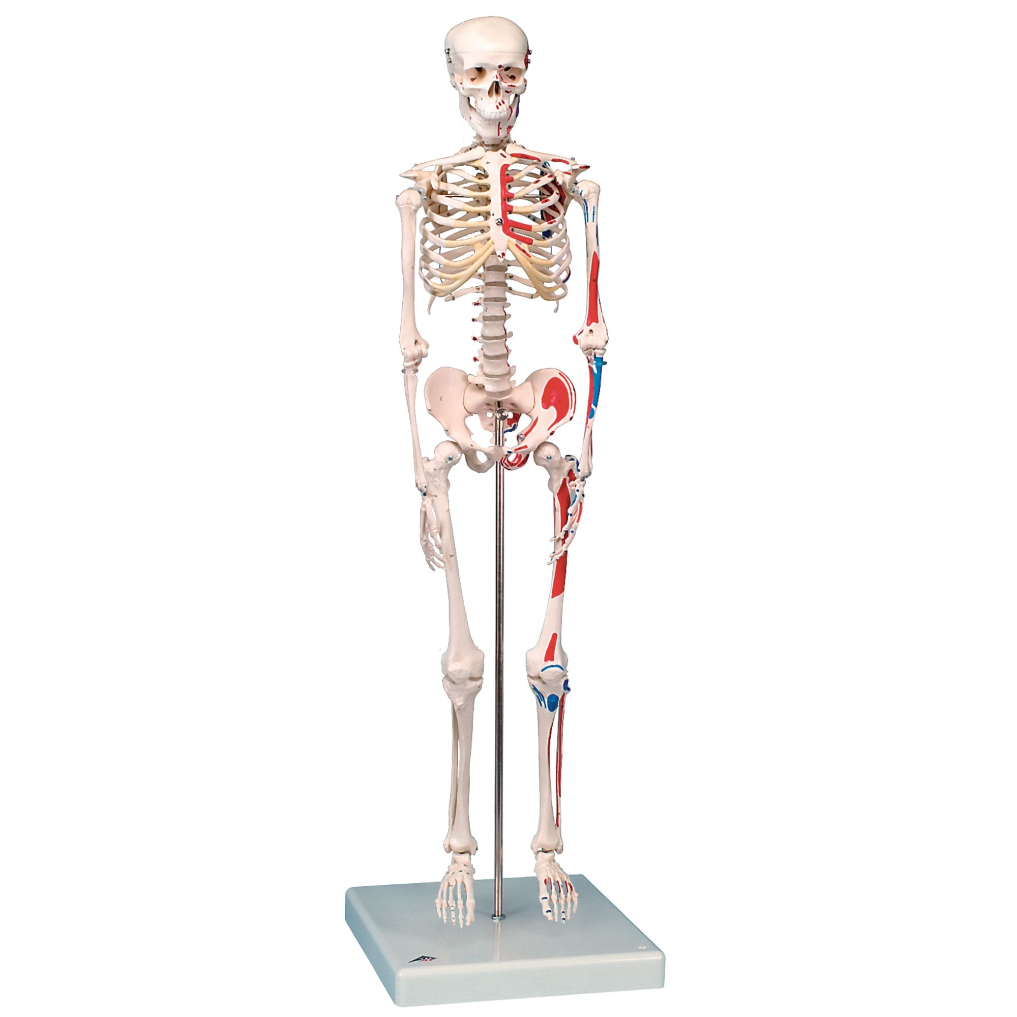 Max 1-2 Size Human Skeleton