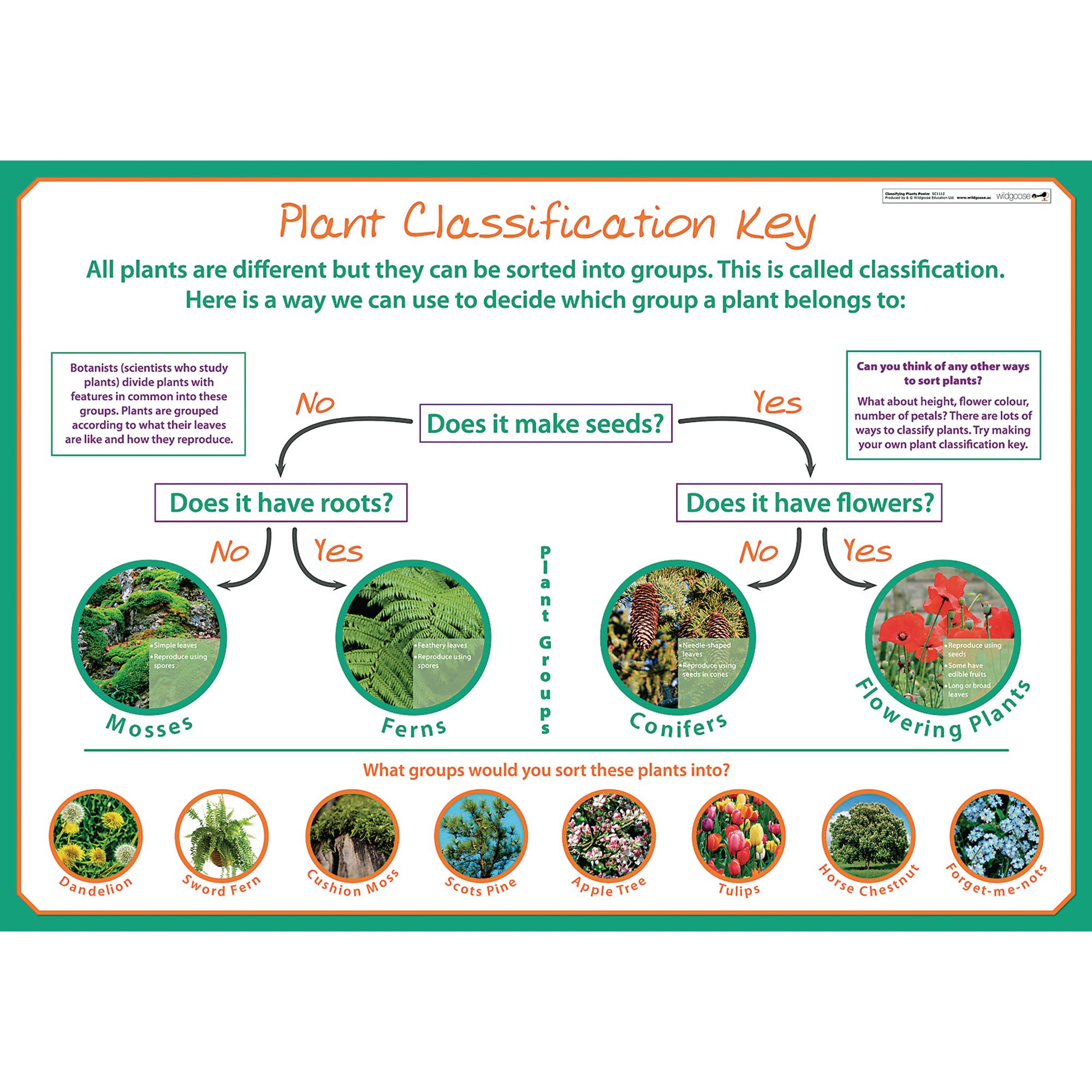 Classifying Plants poster HC1545255 Findel International