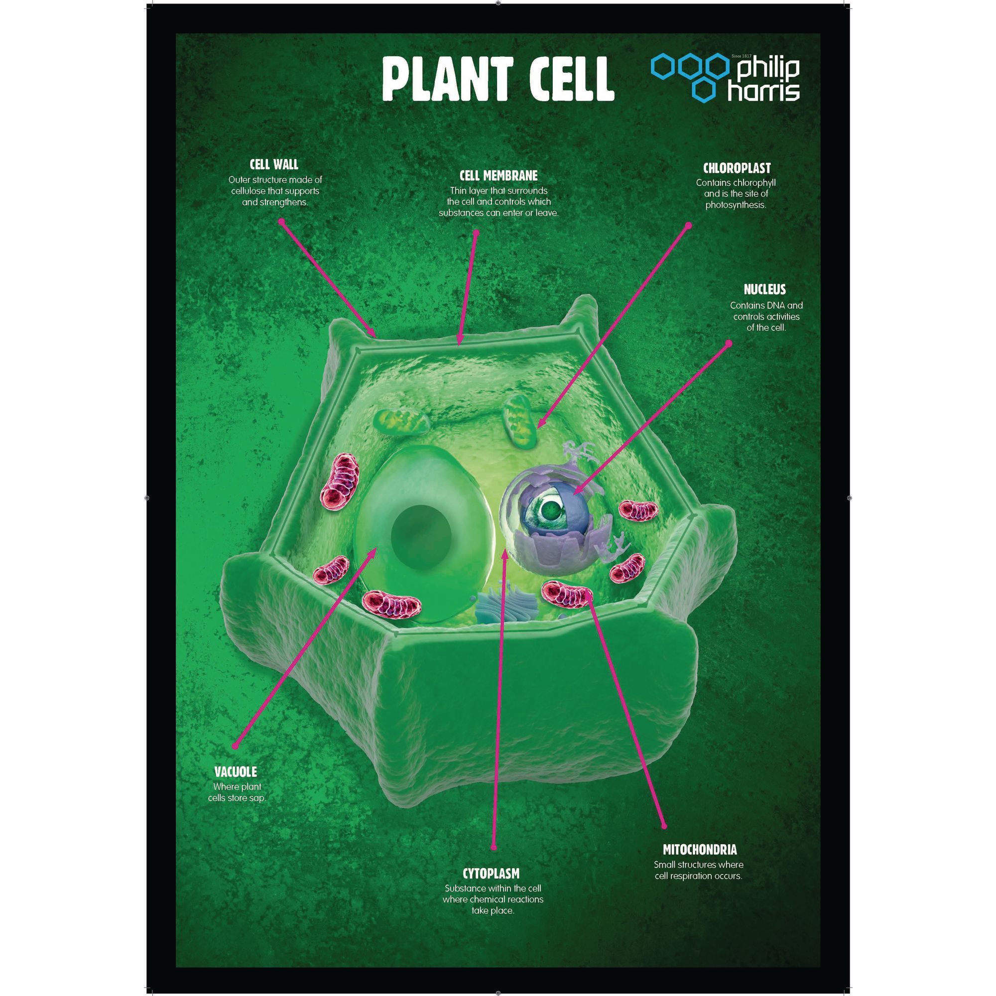 Plant Cells Poster E8R06632 Findel International