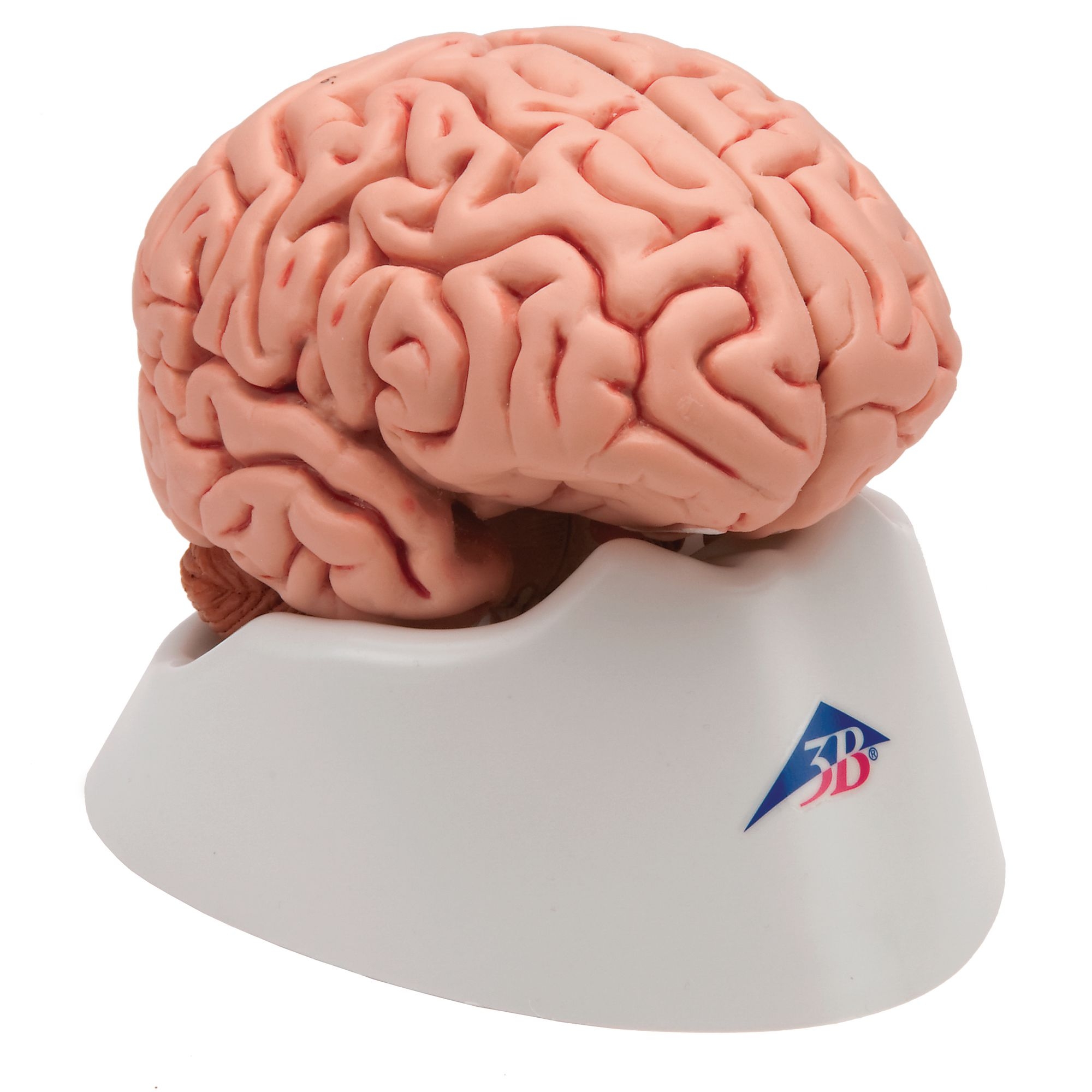 Human Brain 5 Part