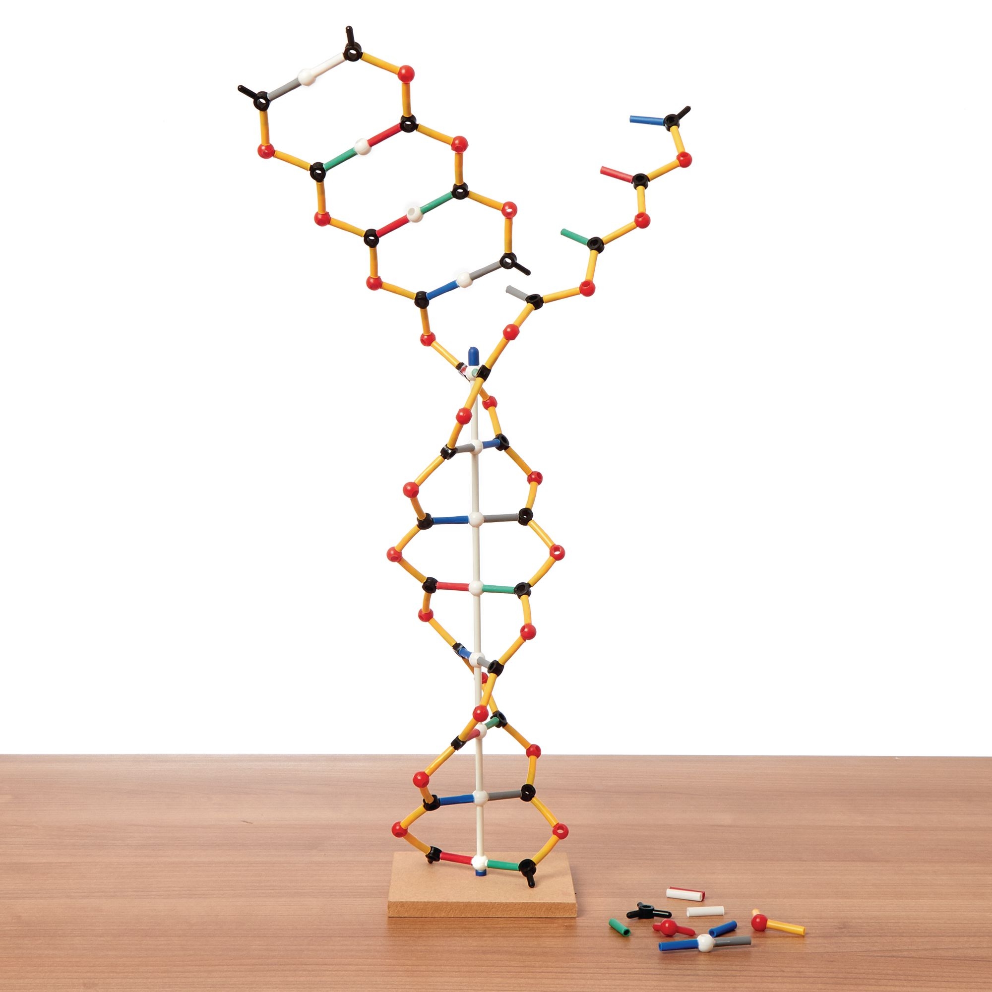 Dna Rna Model Kit