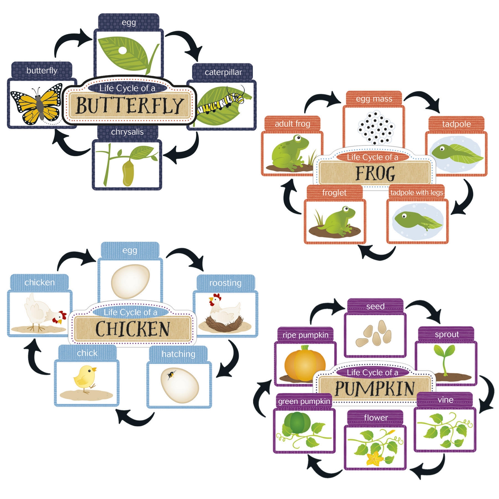 Life Cycles Mini Bulletin Board