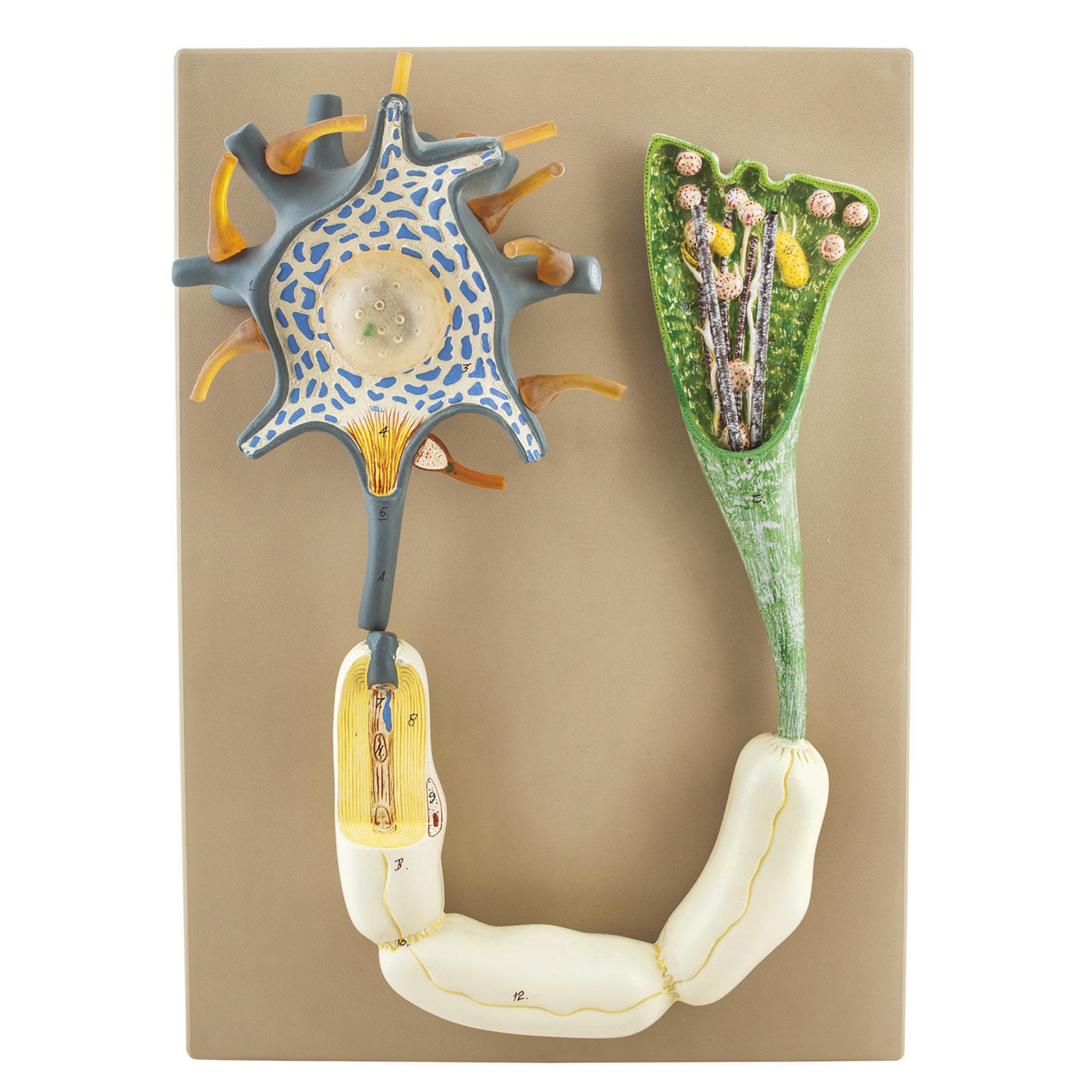 Neuron Model