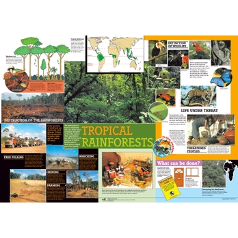 Tropical Rainforest Poster - G1664197 | GLS Educational Supplies