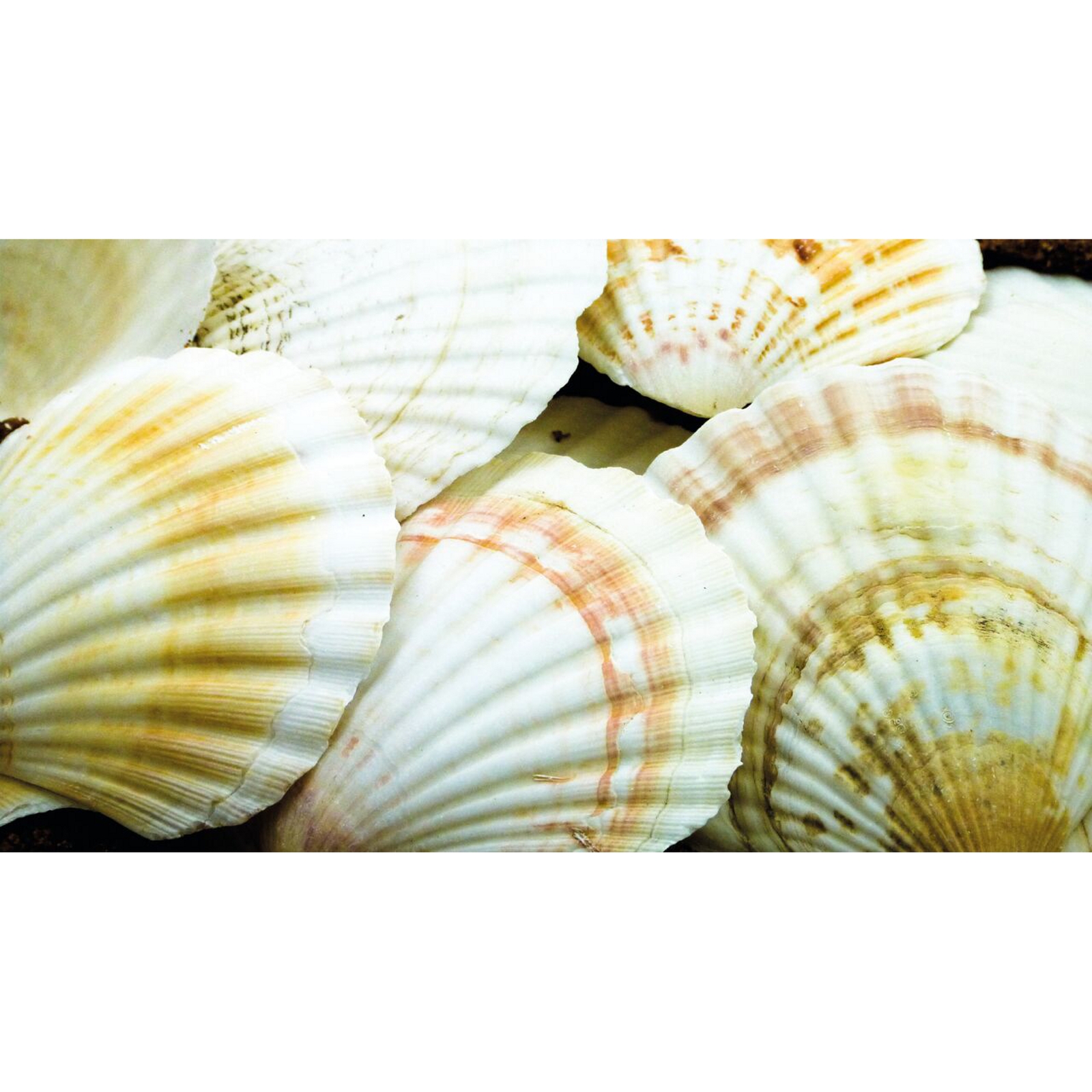 Scallop Shells