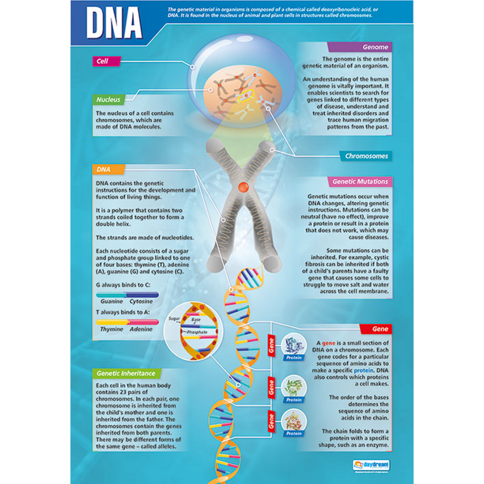 Dna Rna New Classroom Biology Science Poster Science - vrogue.co