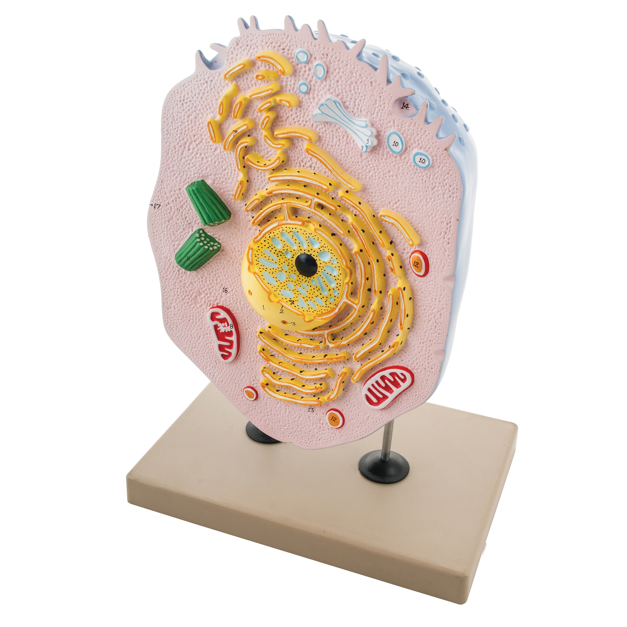 Model Animal Cell