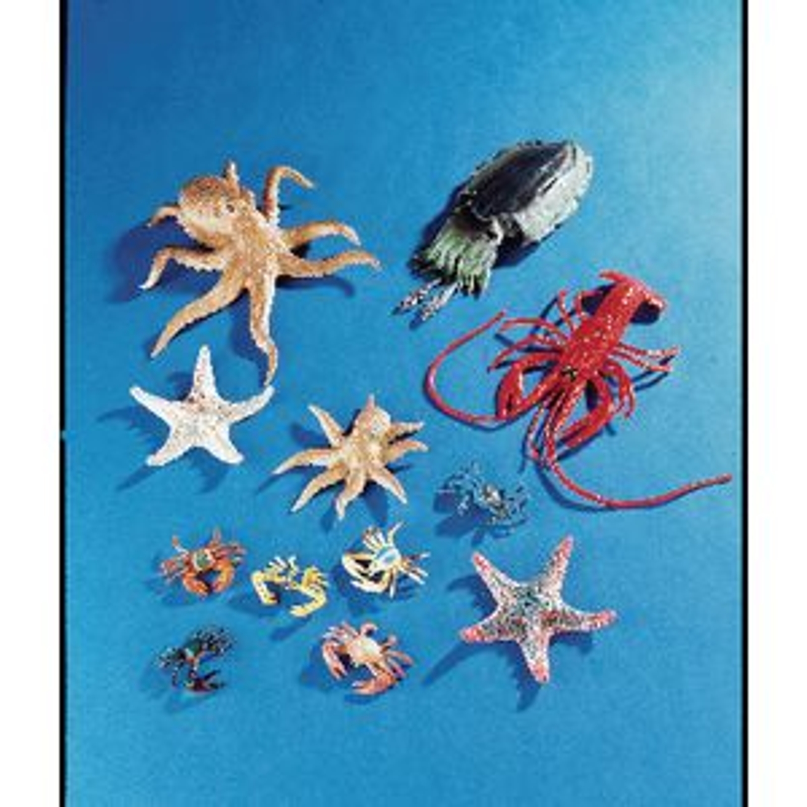 Sea Life Set - Pack of 12